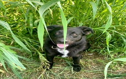 Meticcio cani in regalo: Mango a Provincia di Treviso - Immagine 6