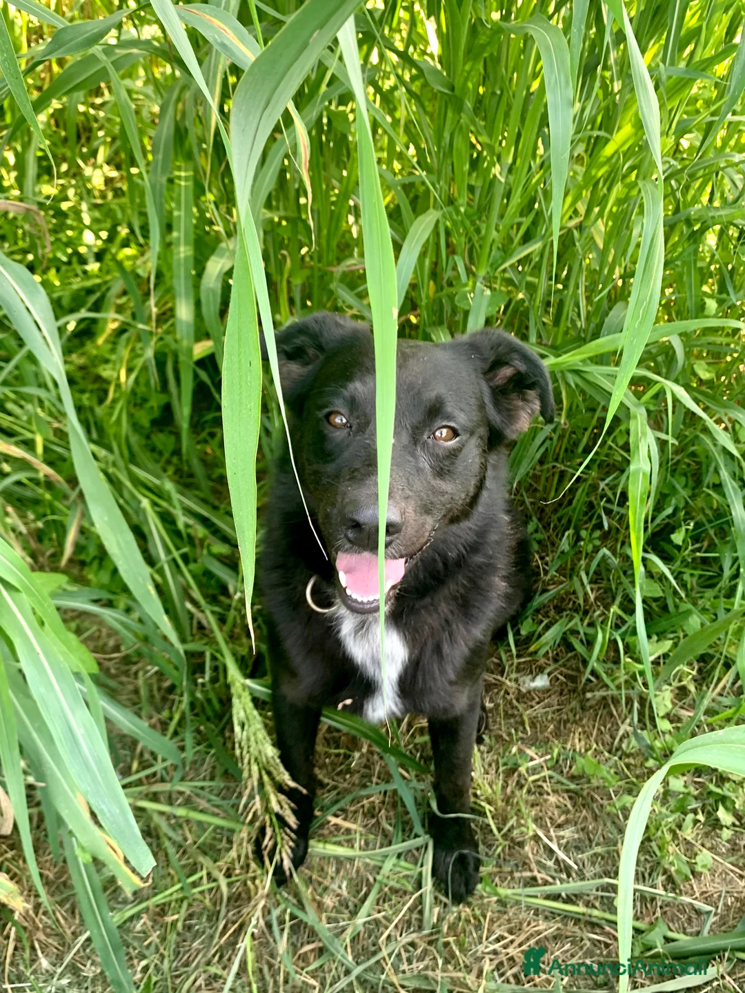 Meticcio cani in regalo: Mango a Provincia di Treviso - Annuncio 6