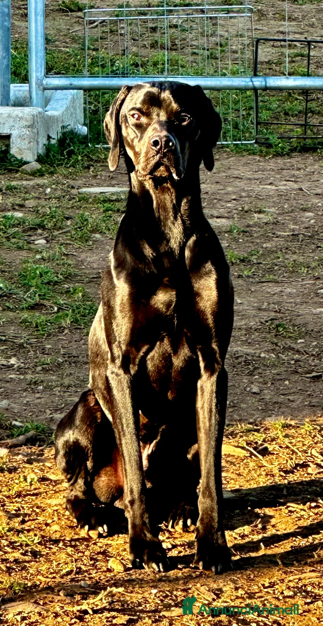 Pointer cani in regalo: Regalo pointer nero  - Annuncio 4