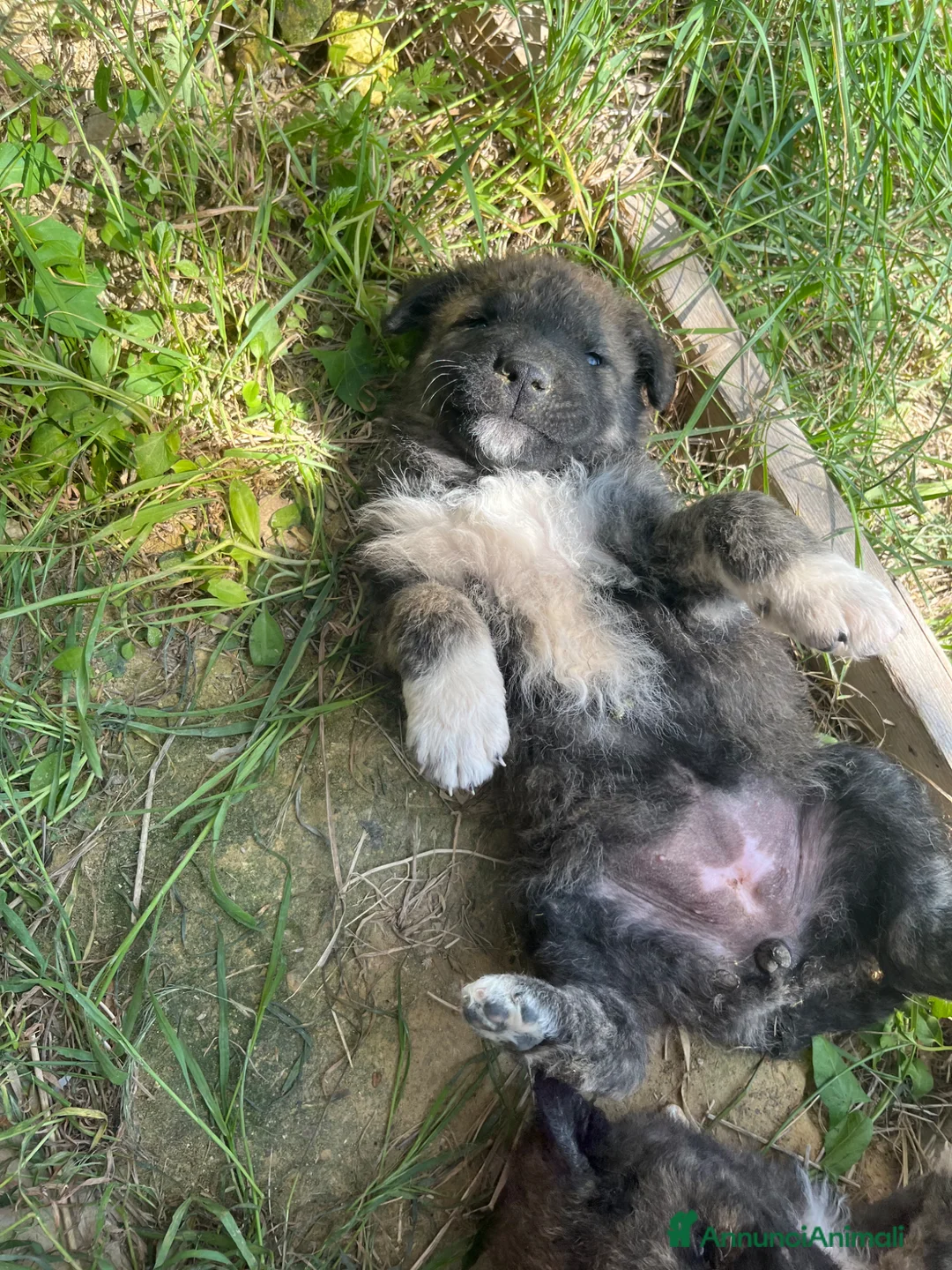 Meticcio cani in vendita: Cuccioli incrocio maremmano e pastore belga - Annuncio 7