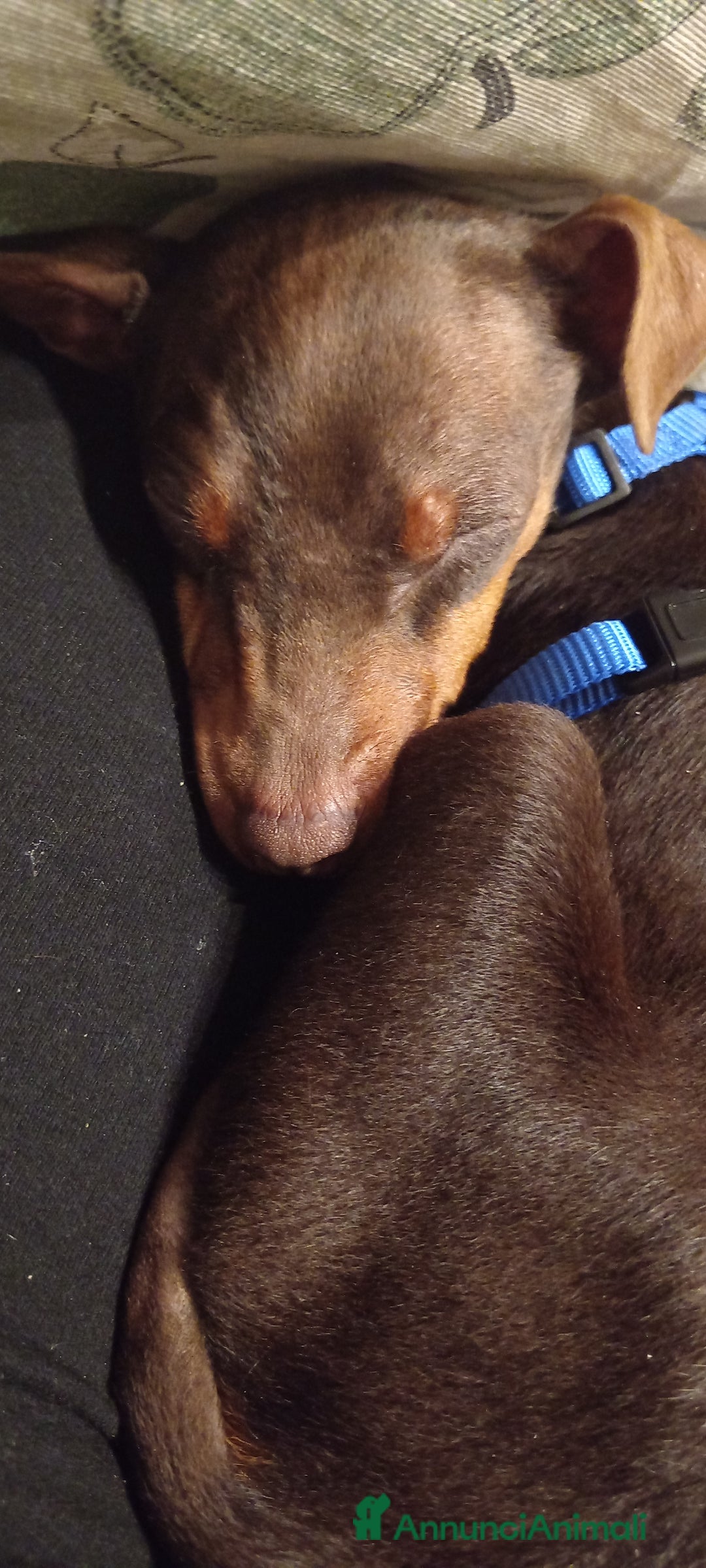 Pinscher Miniatura cani in vendita: Cucciolo di Pinscher bicolore focato  - Annuncio 2