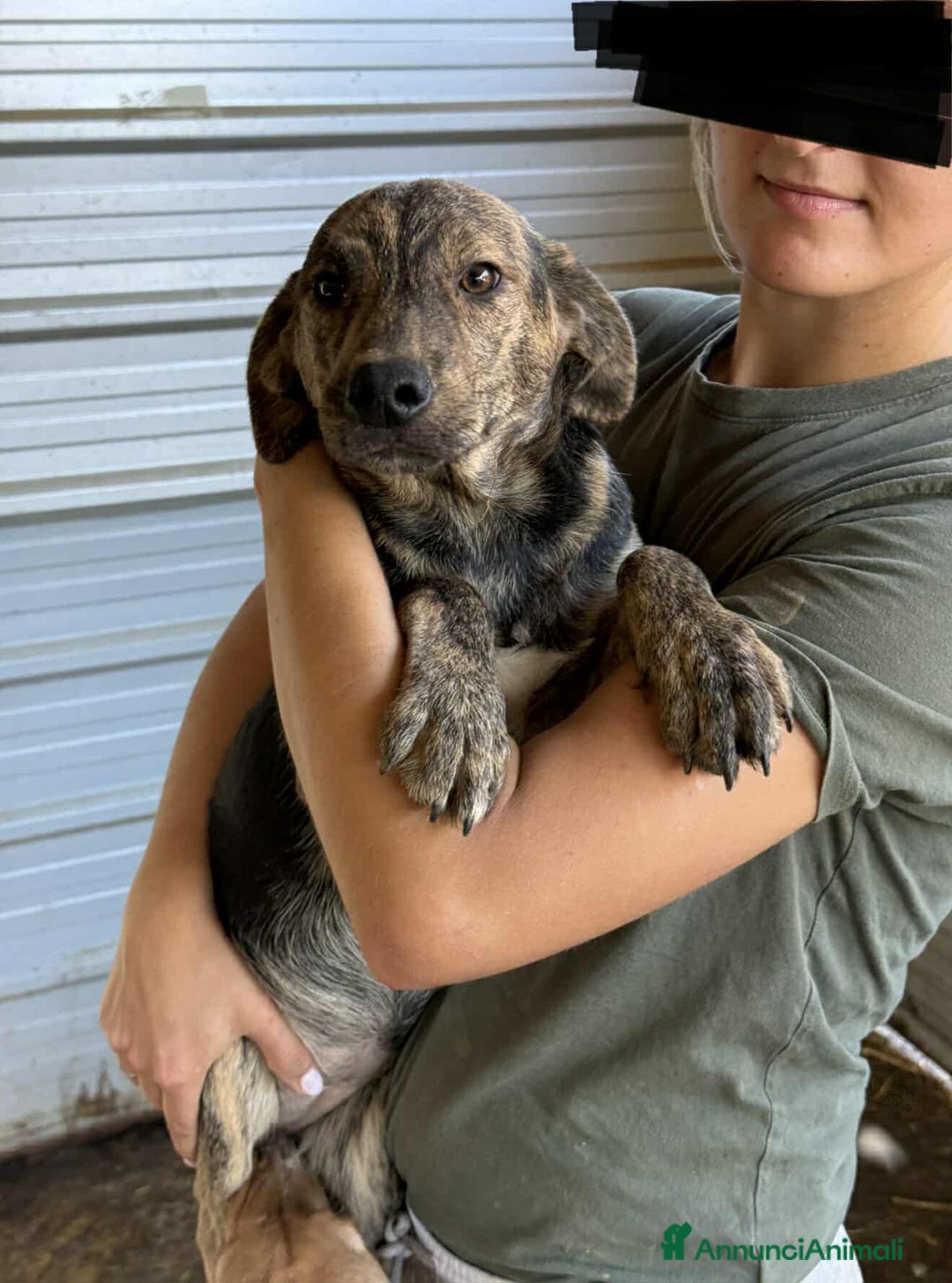 Meticcio cani in regalo: 4 CUCCIOLE tenerissime chiuse in canile! - Annuncio 8