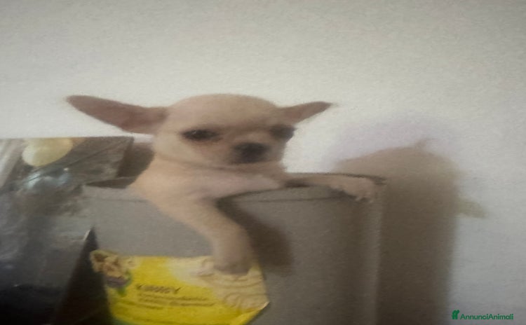 Chihuahua cani in vendita a Città Metropolitana di Firenze - Annuncio 1