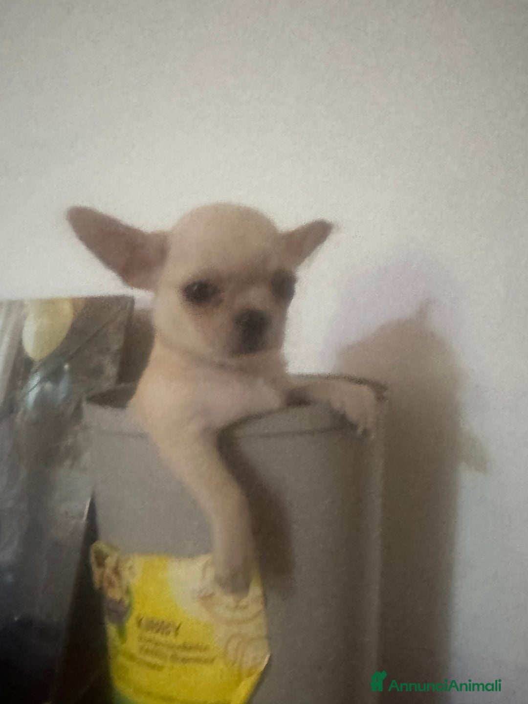 Chihuahua cani in vendita: Cucciola di Chihuahua  a Città Metropolitana di Firenze - Immagine 1