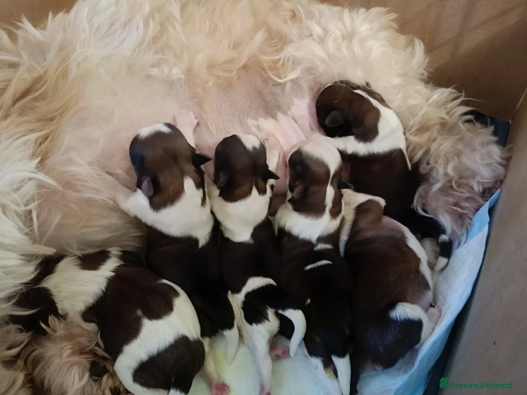 Shih Tzu cani in vendita: Shitzu a Provincia di Varese - Annuncio 2