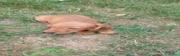 Meticcio cani in vendita: Bassotto rosso cervo - Annuncio 2