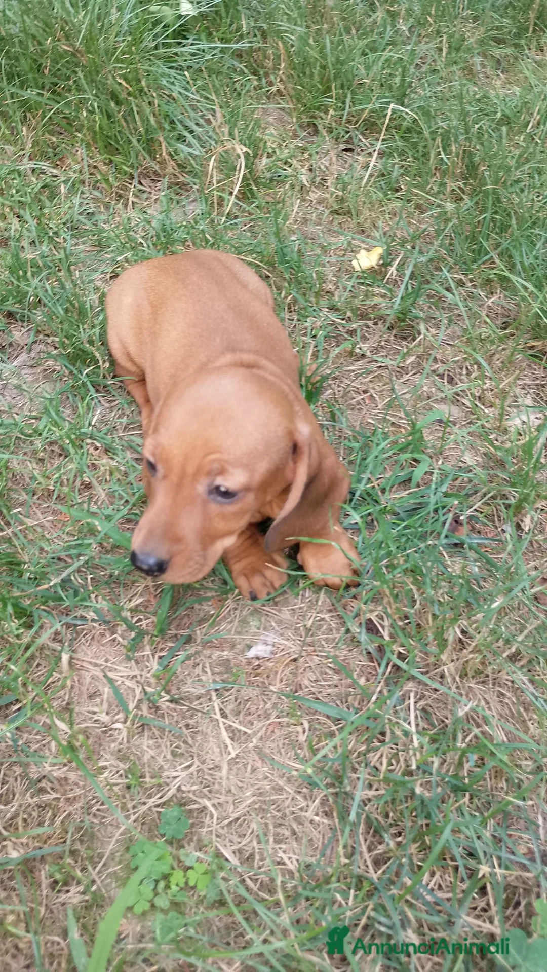Meticcio cani in vendita: Bassotto rosso cervo - Annuncio 2