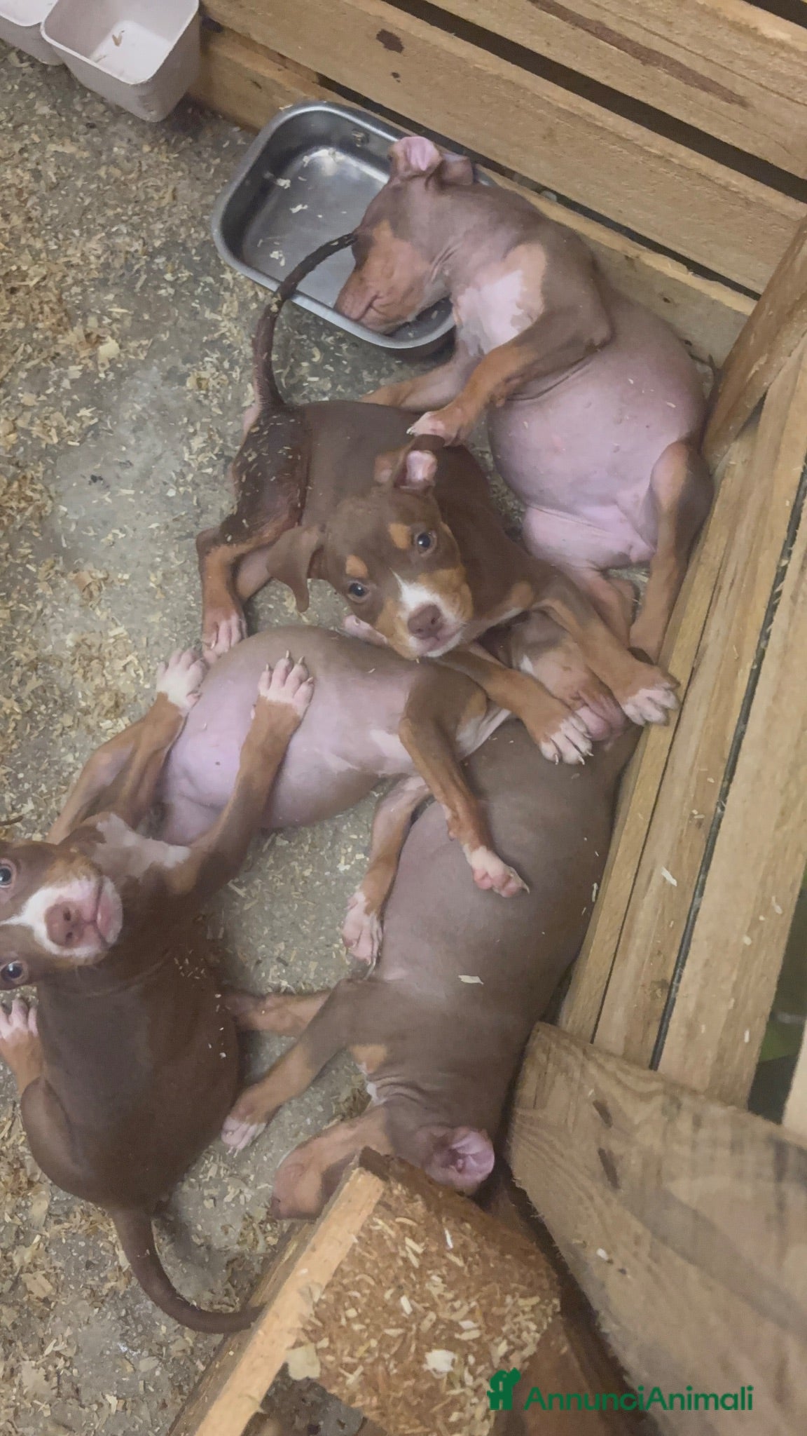 Pitbull cani Pitbull - Annuncio 1