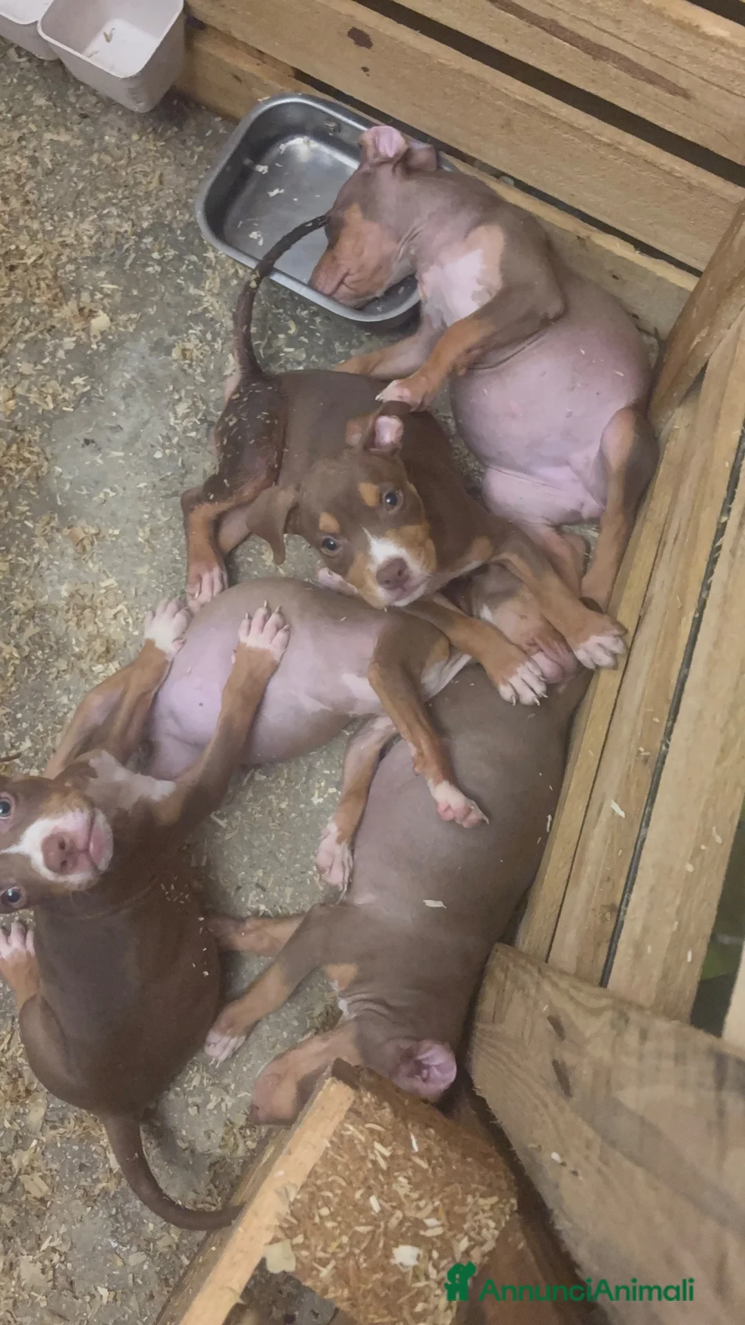 Pitbull cani in vendita: Pitbull - Annuncio 1