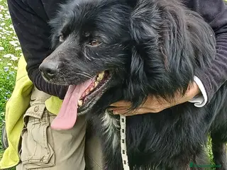 Meticcio cani NOE' FINO AL TUO ULTIMO RESPIRO NON CI ARRENDIAMO - Annuncio 32