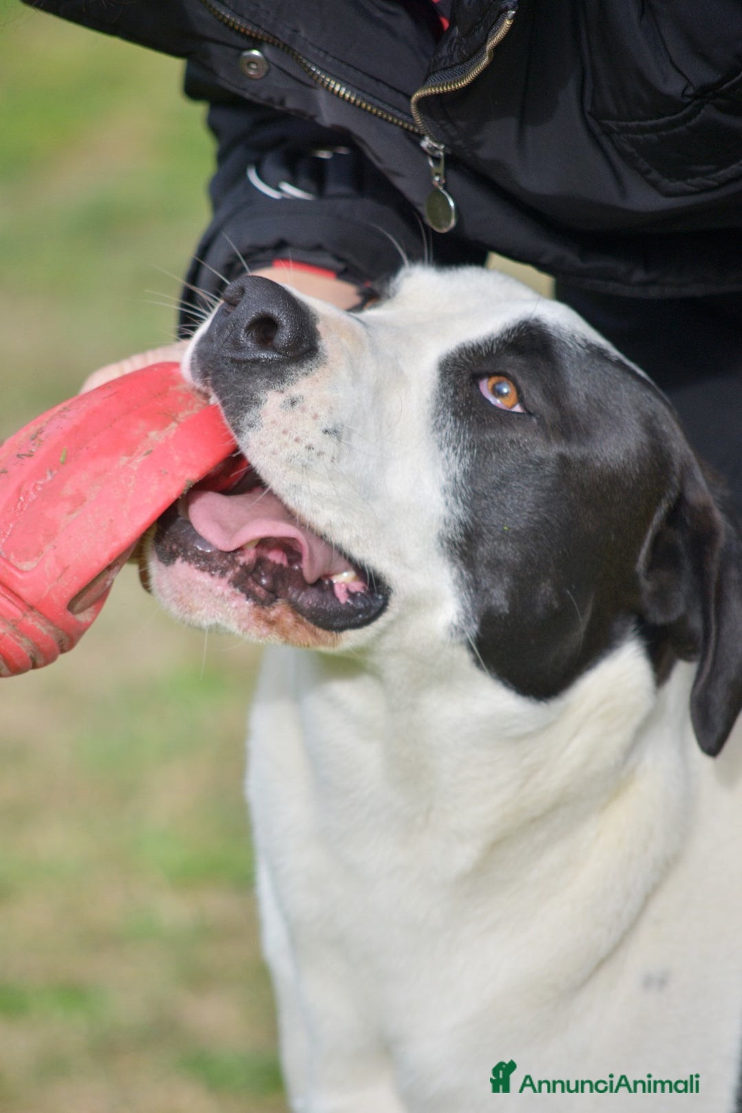 Meticcio cani in regalo: IL BELLISSIMO CIRO TI STA ASPETTANDO - Annuncio 2