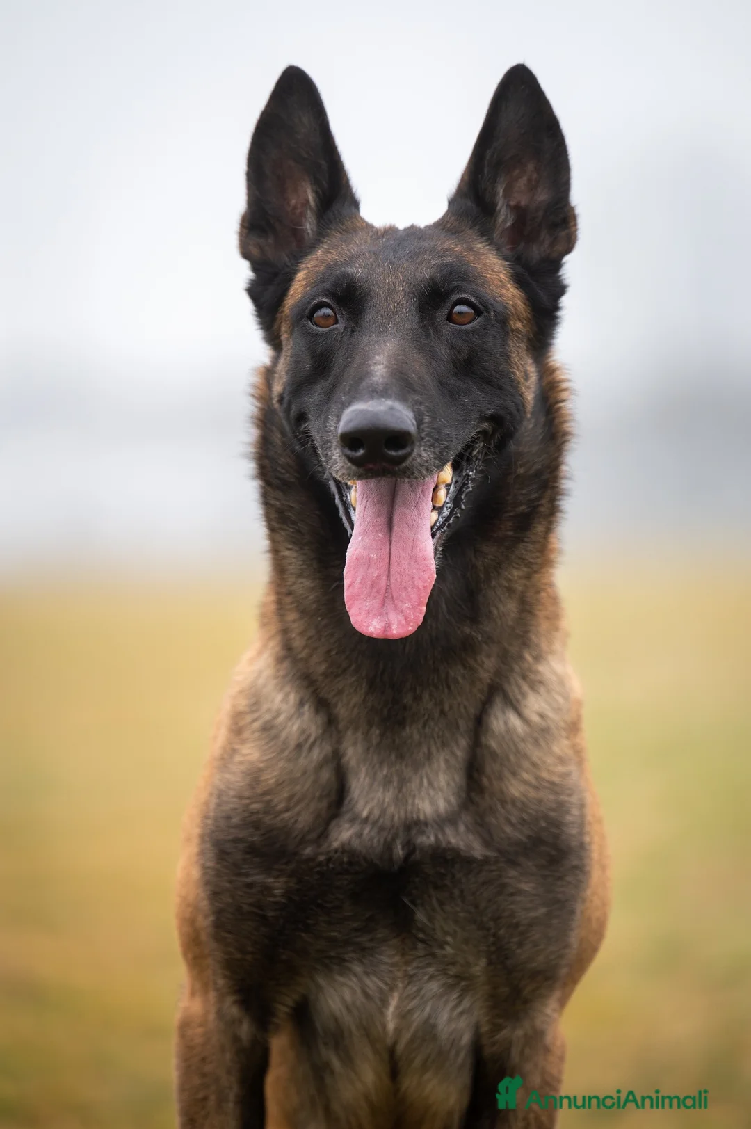 Pastore Belga cani in vendita: Ultima cucciola di pastore belga malinois  - Annuncio 2