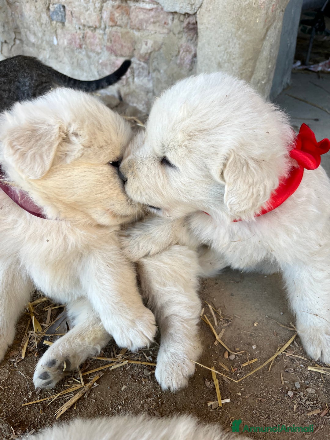 Pastore Maremmano cani in vendita: Pastore maremmano - Annuncio 2
