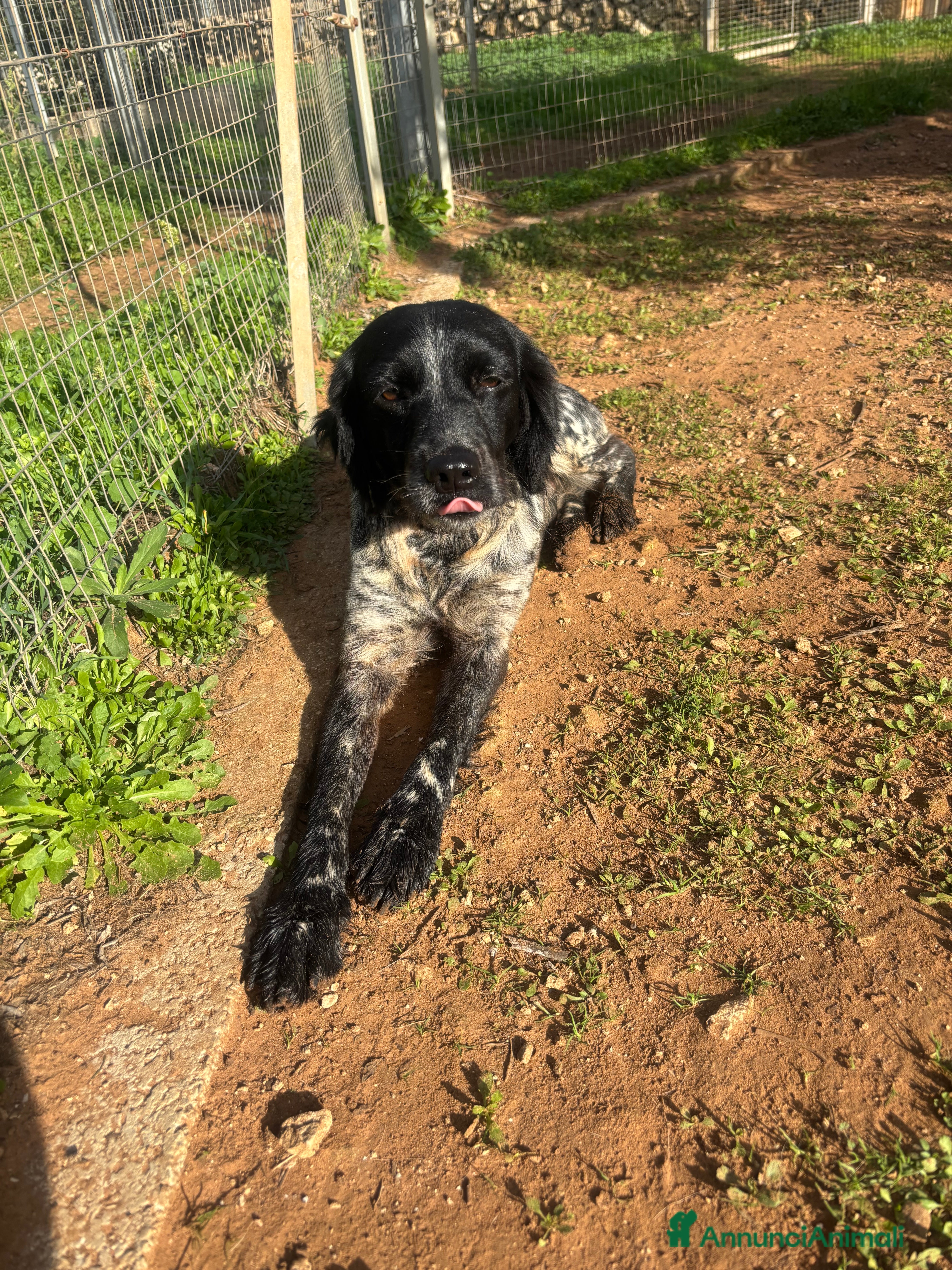 Breton cani ADOZ.del cuore:dolcissimo vuole una famiglia  sua! - Annuncio 1