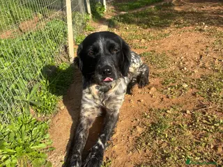 Breton cani ADOZ.del cuore:dolcissimo vuole una famiglia sua! - Annuncio 7