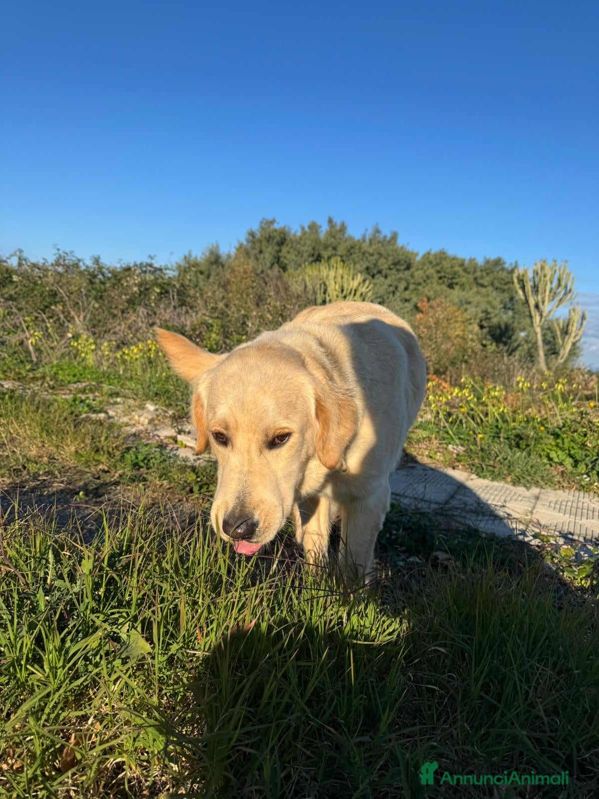 Labrador cani NUVOLA LABRADORINA MERAVIGLIOSA  - Annuncio 2