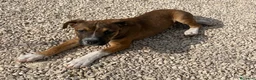 Meticcio cani in regalo: DOLCE PITTINO CERCA AMORE - Annuncio 13
