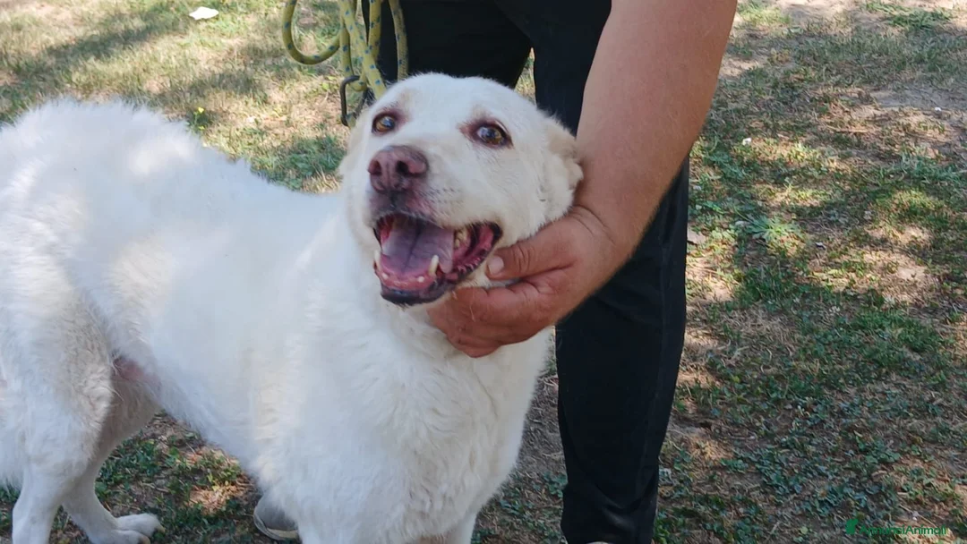 Meticcio cani in regalo: BRANDY 11 ANNI E NON SENTIRLI, IN ADOZIONE - Annuncio 4