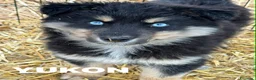 Husky cani in regalo: YUKON & ALASKA, magnifici cuccioli OCCHI BLU! - Annuncio 2