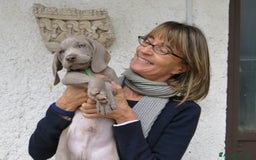 Weimaraner cani in vendita: WEIMARANER SPLENDIDE CUCCIOLE a Città Metropolitana di Torino - Immagine 4