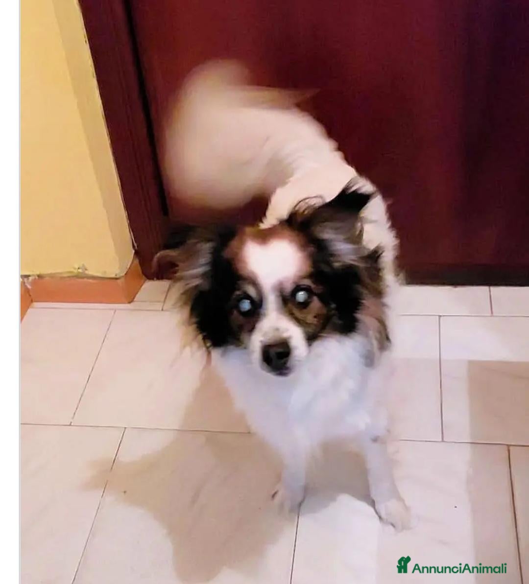 Meticcio cani 12anni tg piccola ipovedente URGENTE AIUTO.MANTOVA - Annuncio 2