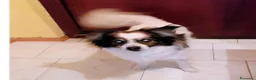 Meticcio cani in regalo: 12anni tg piccola ipovedente URGENTE AIUTO.MANTOVA - Annuncio 1
