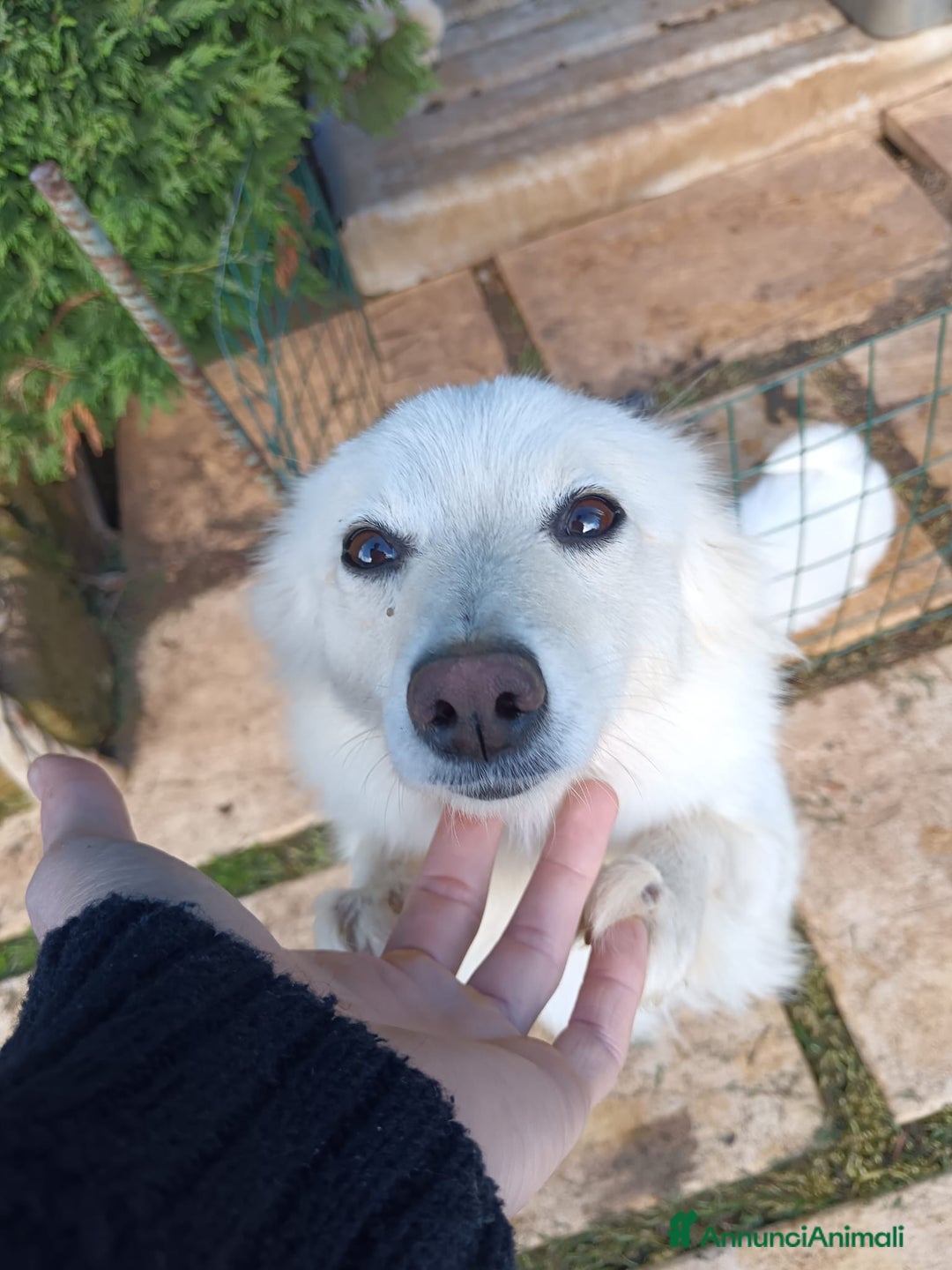 Volpino Italiano cani in vendita: cuccioli di volpino italiano  - Annuncio 5