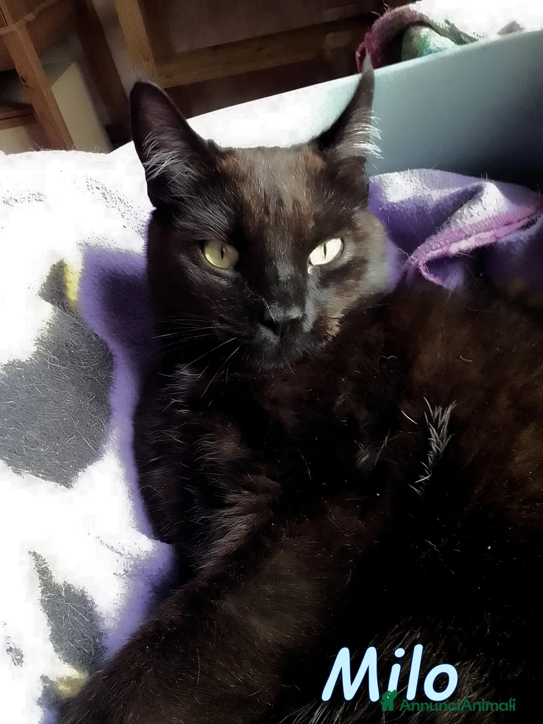 Europeo gatti in regalo: MILO GATTINO SUPERCOCCOLO - Annuncio 1