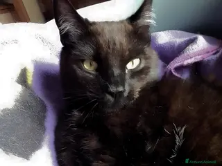 Europeo gatti MILO GATTINO SUPERCOCCOLO - Annuncio 3