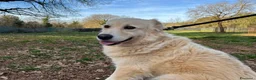 Meticcio cani in regalo: VANIGLIA bella timidina - Annuncio 4
