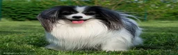 Papillon cani in vendita: Piccola femminuccia di Phalène - Annuncio 3