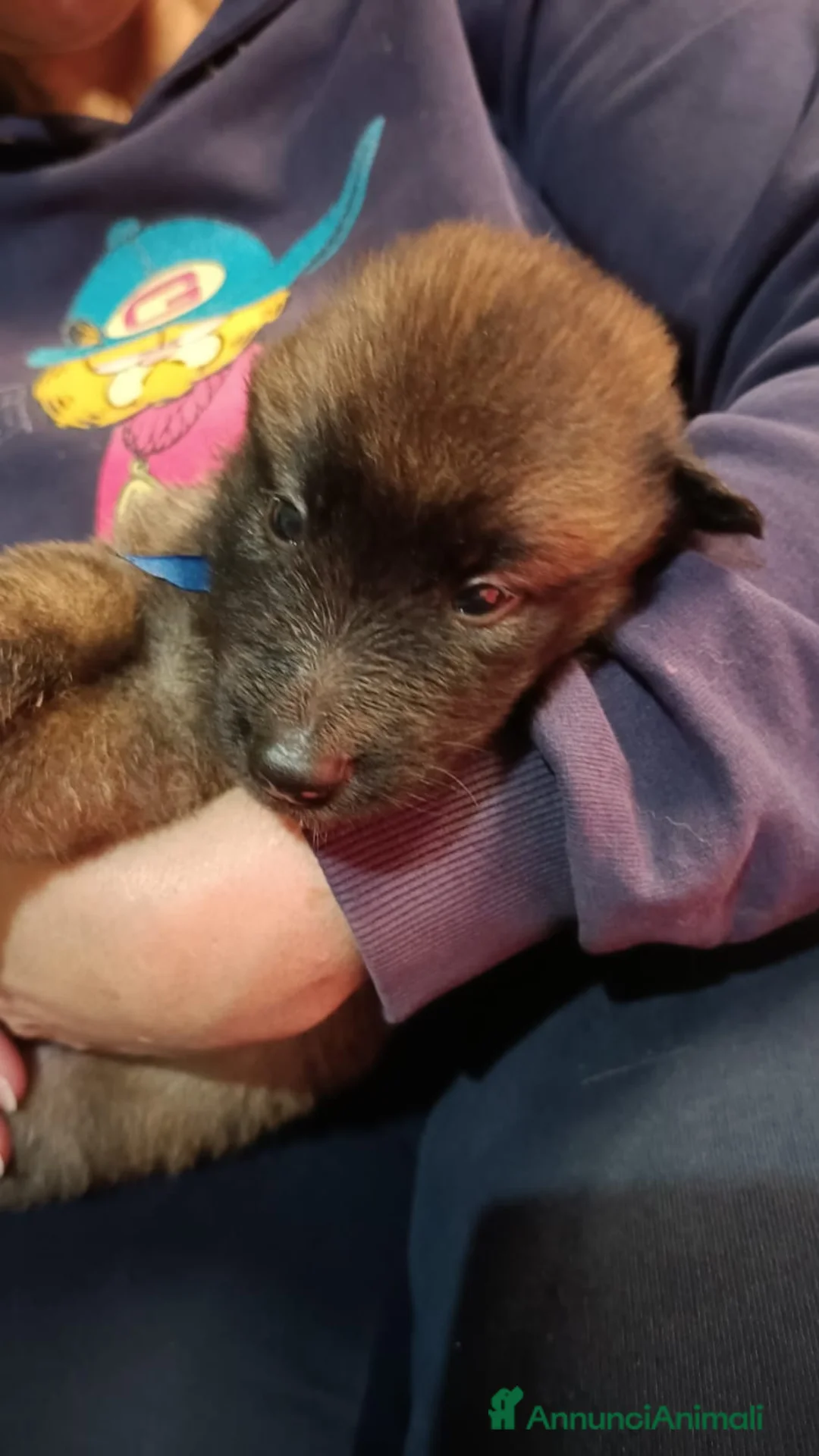 Pastore Belga cani in vendita: Cucciolo di pastore belga tervueren  - Annuncio 1