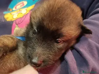 Pastore Belga cani Cucciolo di pastore belga tervueren - Annuncio 2