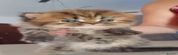 Persiano gatti in vendita: Gattini persiani  - Annuncio 6