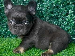 Bulldog Francese cani Bulldog francese (Big rope) - Annuncio 15