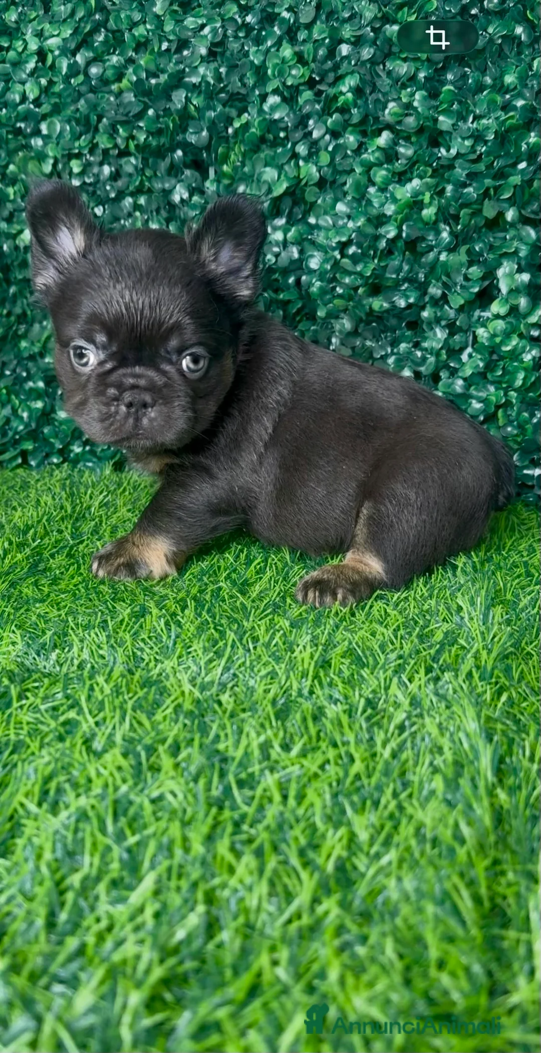 Bulldog Francese cani in vendita: Bulldog francese (fluffy, carrierfluffy, bigrope)  - Annuncio 3