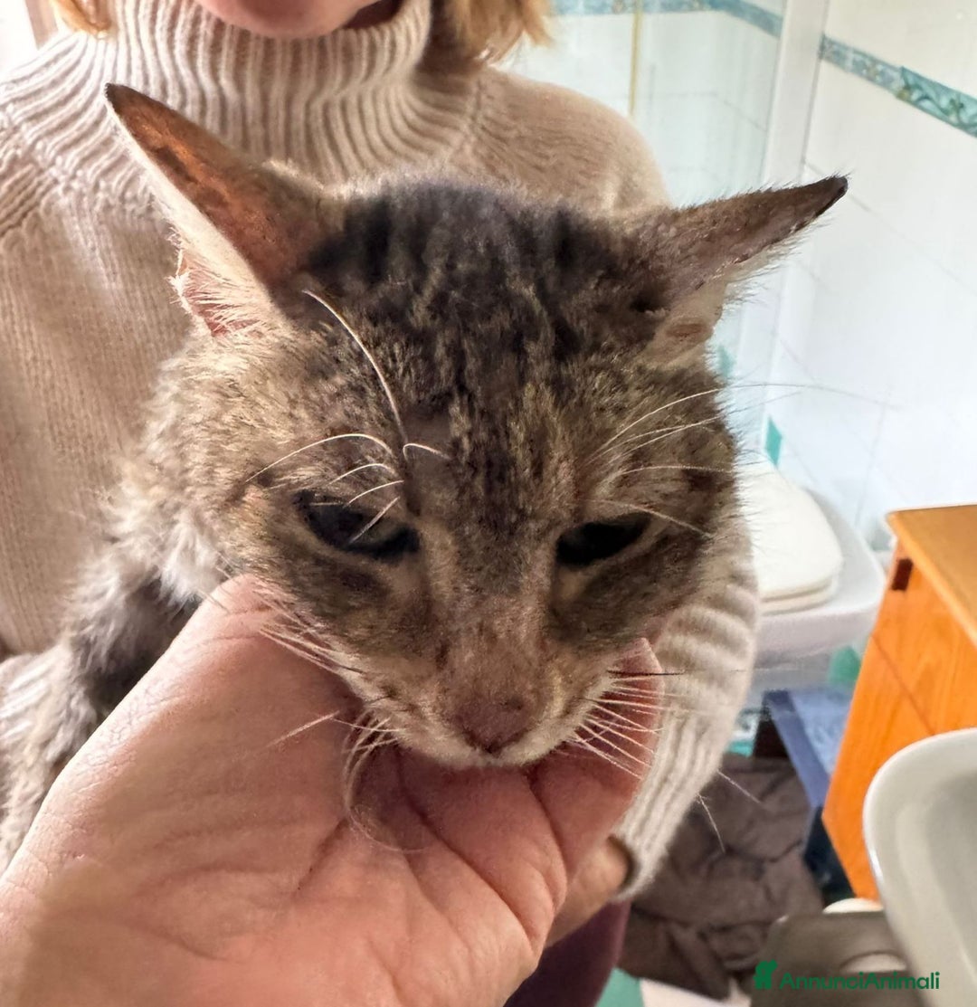 Meticcio gatti in regalo: Micia di due anni - Annuncio 2