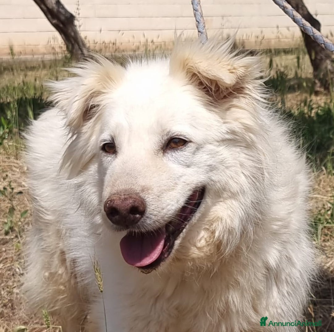 Meticcio cani in regalo: Nonna Penny Cerca Famiglia. Info Monica 3890238584 - Annuncio 1