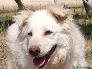 Meticcio cani Nonna Penny Cerca Famiglia. Info Monica 3890238584 - Annuncio 19