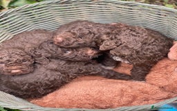 Lagotto cani in vendita: Cuccioli di lagotto disponibili  a Provincia di Asti - Immagine 2