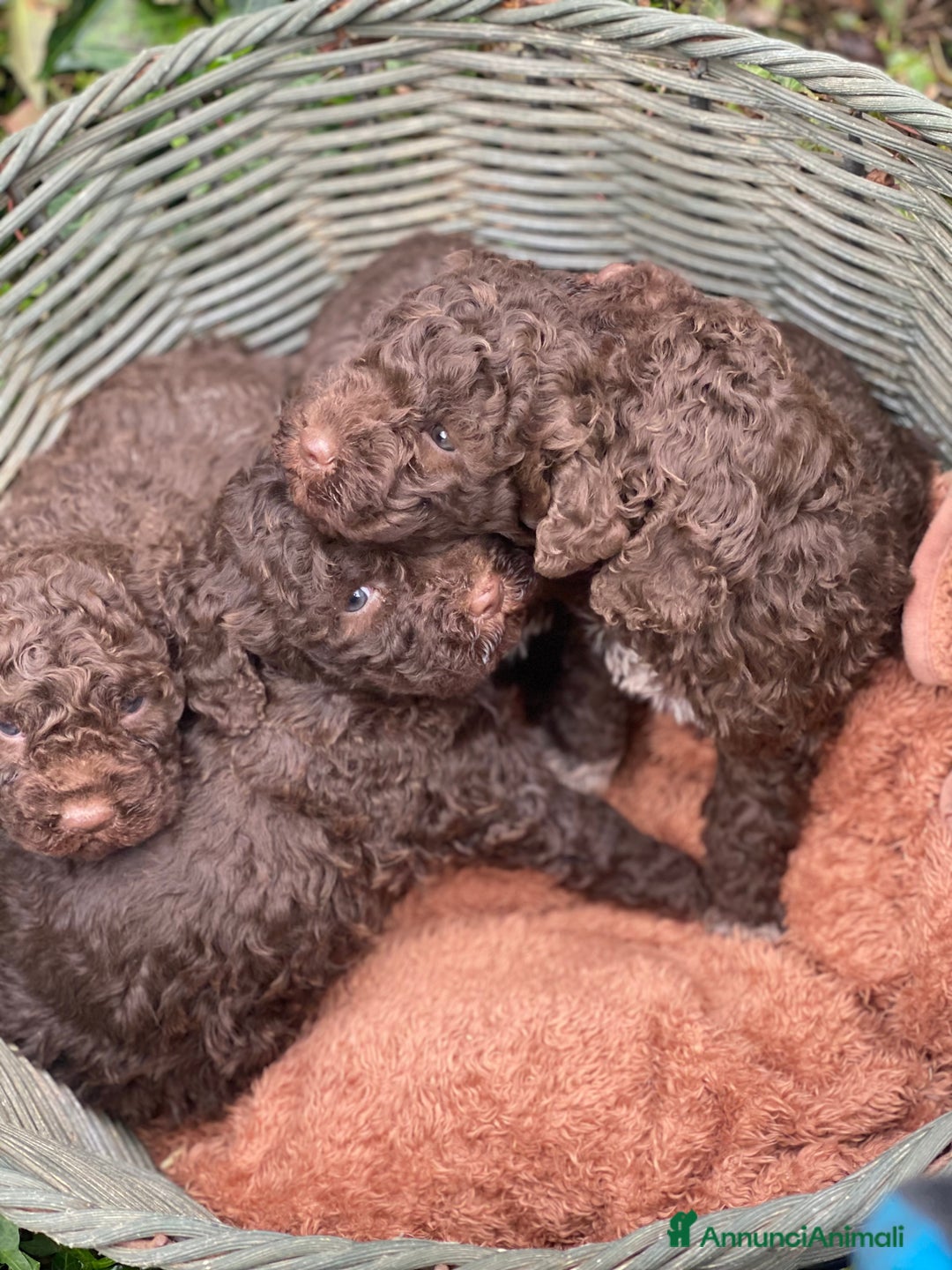 Lagotto cani in vendita: Cuccioli di lagotto disponibili  a Provincia di Asti - Immagine 2