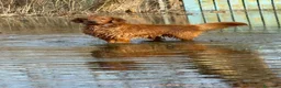 Golden Retriever cani per accoppiamento: Golden retriver per monta - Annuncio 4