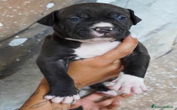 American Bully cani in vendita: Cuccioli American Bully XXL  a Provincia di Lecco - Immagine 3
