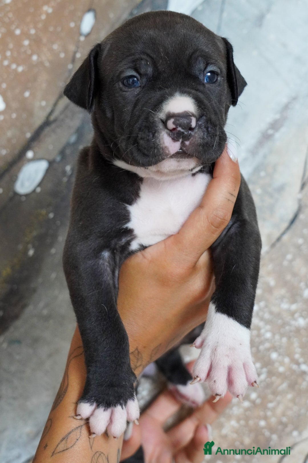 American Bully cani in vendita: Cuccioli American Bully XXL  a Provincia di Lecco - Immagine 3