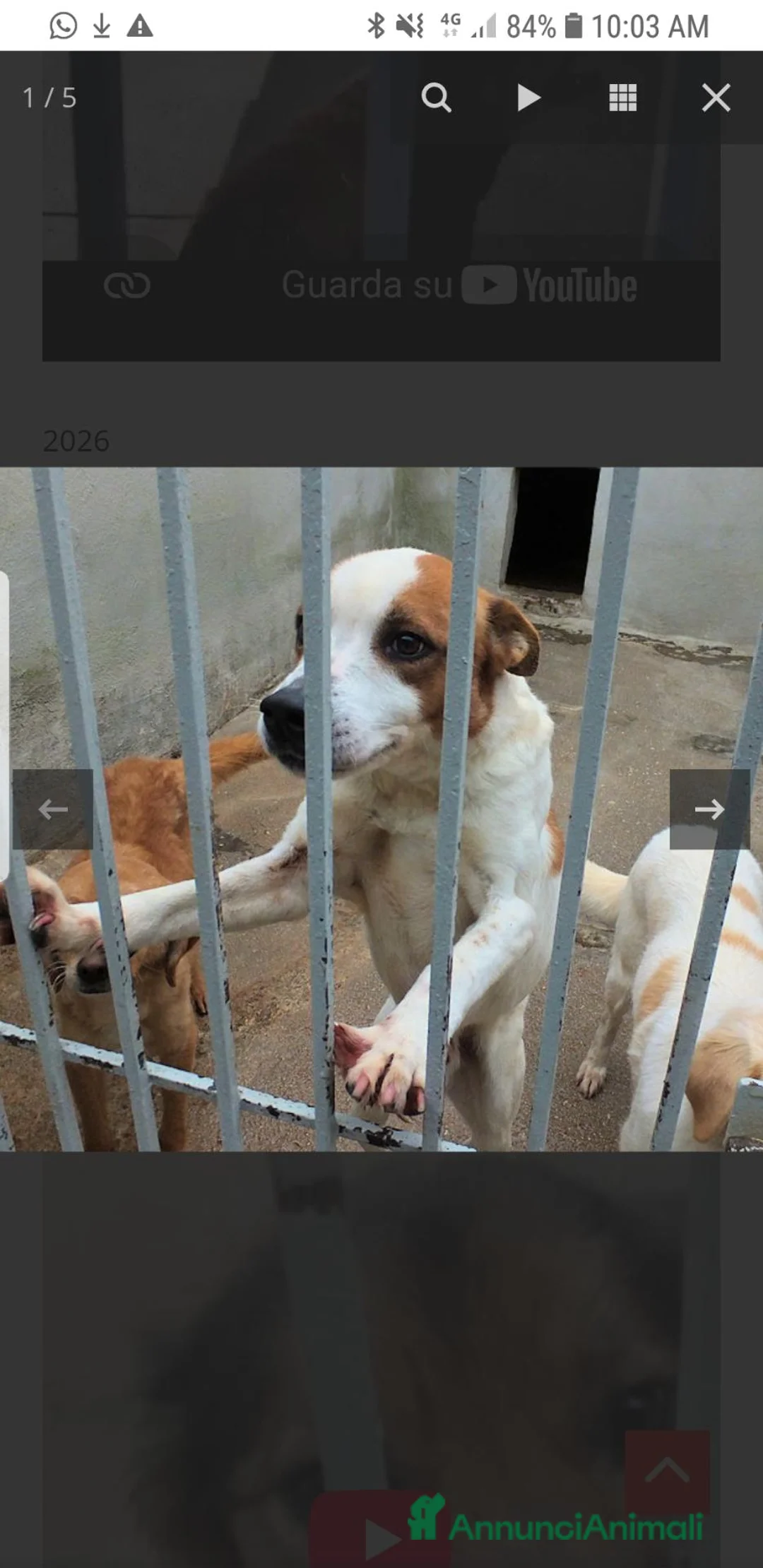 Meticcio cani in regalo: FILIPPO,  7 ANNI E MEZZO - Annuncio 6