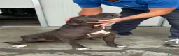 Pitbull cani in regalo: Pitt Bull originale  - Annuncio 1