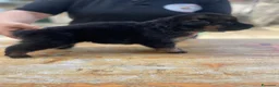 Pastore Tedesco cani in vendita: Cucciolata di pastore tedesco di alta qualità  - Annuncio 8
