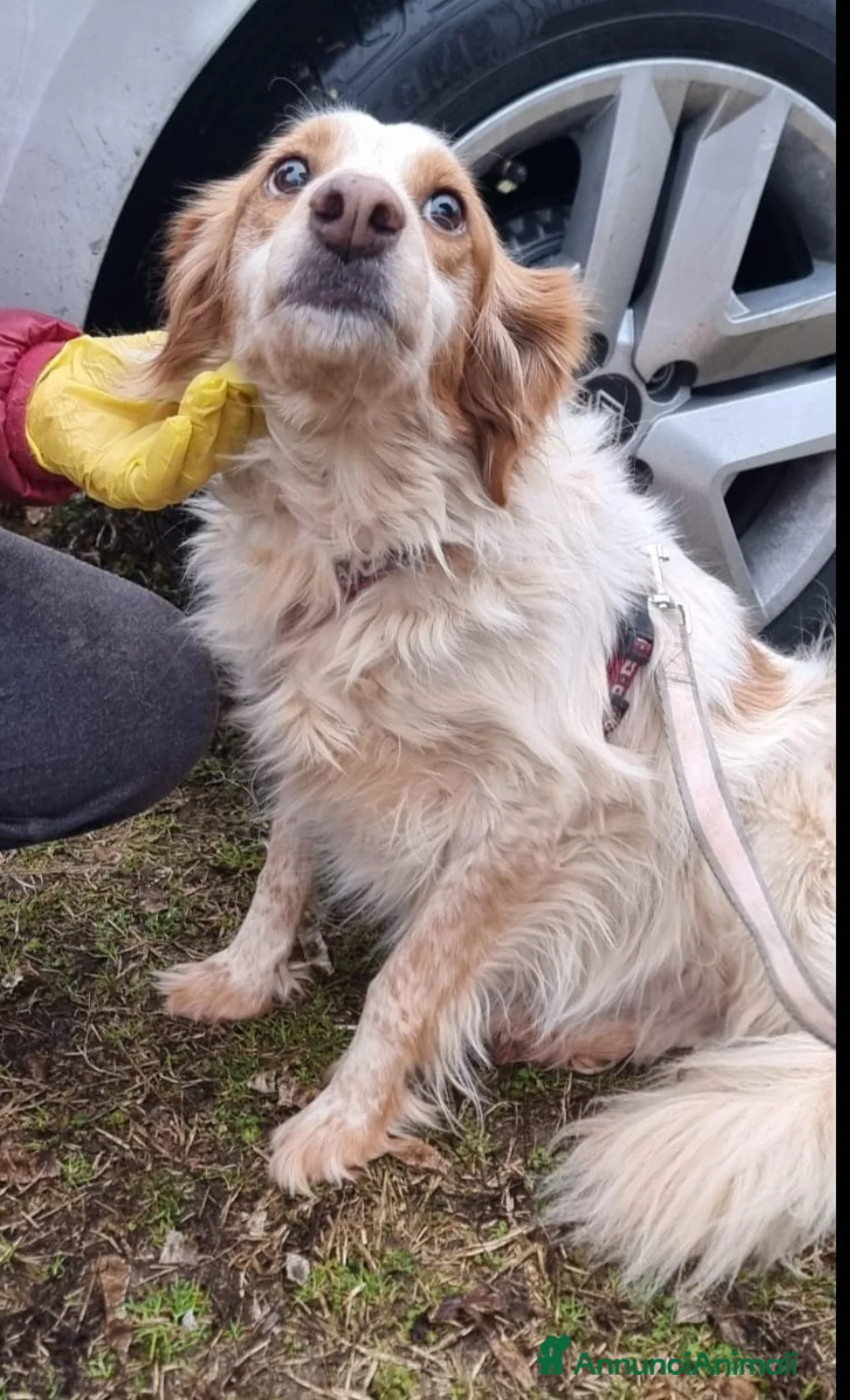 Breton cani in regalo: Sandy la bretoncina che sorride a Provincia di Como - Annuncio 2