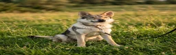 Lupo Cecoslovacco cani in regalo: Freya bellissima cucciola di lupo cecoslovacco a Provincia di Padova - Annuncio 4