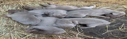 Weimaraner cani in vendita: Cucciolata di 6 weimaraner  - Annuncio 10